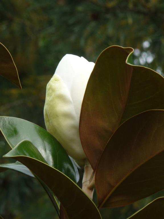 Magnolia Petal Bed & Breakfast Ganges Bagian luar foto